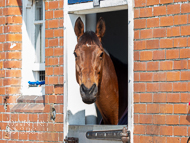 EL230322-84 - Emma Lavelle Stable